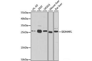 Western blot analysis of extracts of various cell lines using SIGMAR1 Polyclonal Antibody at dilution of 1:500. (SIGMAR1 抗体)