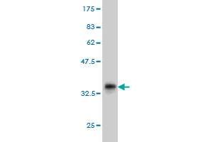 Western Blot detection against Immunogen (36. (TEK 抗体  (AA 701-800))