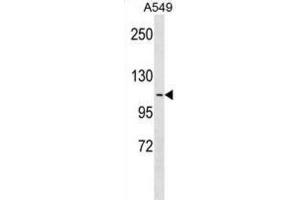 Western Blotting (WB) image for anti-Apolipoprotein B Receptor (APOBR) antibody (ABIN3000397) (APOBR 抗体)