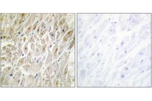 Immunohistochemistry (IHC) image for anti-Distal-Less Homeobox 3 (DLX3) (AA 71-120) antibody (ABIN2889332) (DLX3 抗体  (AA 71-120))