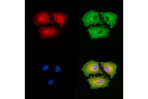 ABIN6265057 and ABIN6279818 staining  cells by IF/ICC. (SH3GL3 抗体  (Internal Region))