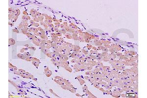 Formalin-fixed and paraffin embedded rat heart tissue labeled with Anti-PER2/Period circadian protein 2 Polyclonal Antibody, Unconjugated (ABIN751258) at 1:200 followed by conjugation to the secondary antibody and DAB staining (PER2 抗体  (AA 751-850))