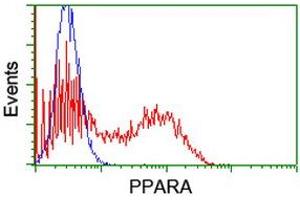 HEK293T cells transfected with either RC216176 overexpress plasmid (Red) or empty vector control plasmid (Blue) were immunostained by anti-PPARA antibody (ABIN2455018), and then analyzed by flow cytometry. (PPARA 抗体  (AA 145-420))