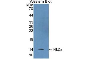 Western Blotting (WB) image for anti-Fibrinogen alpha Chain (FGA) (AA 124-214) antibody (ABIN1174269)