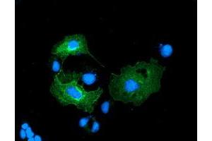 Anti-LMAN1 mouse monoclonal antibody (ABIN2454008) immunofluorescent staining of COS7 cells transiently transfected by pCMV6-ENTRY LMAN1 (RC207088). (LMAN1 抗体)