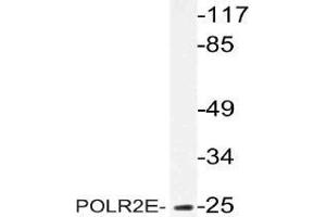 Western blot (WB) analysis of POLR2E antibody in extracts from MCF-7 cells. (POLR2E 抗体)