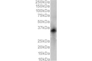 Western Blot using anti-CD79b antibody HM79-16. (Recombinant CD79b 抗体)