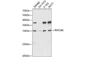 Western blot analysis of extracts of various cell lines, using RNF166 antibody (ABIN6135036, ABIN6147021, ABIN6147024 and ABIN6224290) at 1:1000 dilution. (RNF166 抗体  (C-Term))