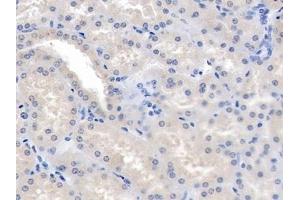 Detection of ANG-3 in Human Kidney Tissue using Polyclonal Antibody to Angiopoietin-3 (ANG-3) (Angiopoietin 4 抗体  (AA 271-491))