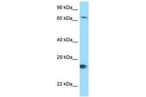 Image no. 1 for anti-BCL2-Associated Athanogene (BAG1) (AA 75-124) antibody (ABIN6748116) (BAG1 抗体  (AA 75-124))