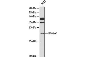 Western blot analysis of extracts of 293T cells, using HMG antibody (635) at 1:3000 dilution. (HMGA1 抗体  (AA 1-100))