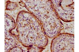 IHC image of ABIN7164243 diluted at 1:100 and staining in paraffin-embedded human placenta tissue performed on a Leica BondTM system. (PSG9 抗体  (AA 241-426))