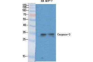 Western Blot (WB) analysis of specific cells using Caspase-3 Polyclonal Antibody. (Caspase 3 抗体  (Ser1981))
