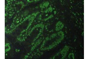 Immunofluorescence (IF) image for anti-Histone 3 (H3) (AA 1-136) antibody (ABIN7439303)
