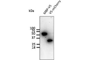 Western Blotting (WB) image for anti-V5 Epitope Tag antibody (ABIN6254253)