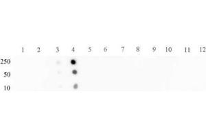 STAT2 phospho Tyr689 pAb tested by dot blot analysis. (STAT2 抗体  (pTyr689))
