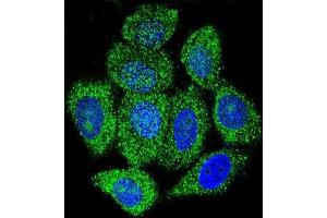 Immunofluorescence (IF) image for anti-Inosine 5'-Phosphate Dehydrogenase 1 (IMPDH1) antibody (ABIN2997392) (IMPDH1 抗体)
