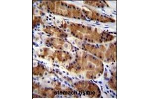 CCDC84 Antibody (N-term) (ABIN655312 and ABIN2844892) immunohistochemistry analysis in formalin fixed and paraffin embedded human stomach tissue followed by peroxidase conjugation of the secondary antibody and DAB staining. (CCDC84 抗体  (N-Term))