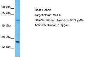 Host: Rabbit Target Name: MMD2 Sample Type: Thymus Tumor lysates Antibody Dilution: 1. (MMD2 抗体  (N-Term))