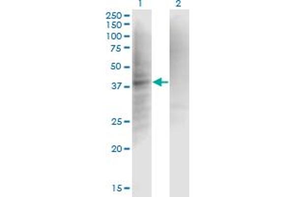 Complement Factor I 抗体  (AA 19-118)