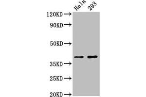 Western Blot Positive WB detected in: Hela whole cell lysate, 293 whole cell lysate All lanes: FOXH1 antibody at 2. (FOXH1 抗体  (AA 153-269))