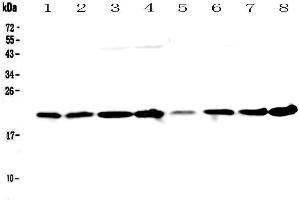Western blot analysis of GLO1 using anti-GLO1 antibody . (GLO1 抗体  (AA 2-184))