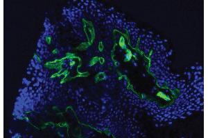 Immunofluorescence (IF) image for anti-Collagen, Type IV (COL4) antibody (Biotin) (ABIN375934)