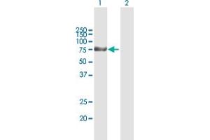 Western Blot analysis of KLHL1 expression in transfected 293T cell line by KLHL1 MaxPab polyclonal antibody. (KLHL1 抗体  (AA 1-748))