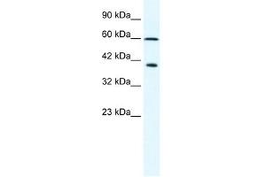 MCM7 antibody used at 2. (MCM7 抗体  (N-Term))