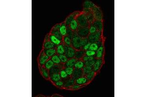 Immunofluorescence (IF) image for anti-Cyclin-Dependent Kinase Inhibitor 1B (p27, Kip1) (CDKN1B) antibody (ABIN6939044)