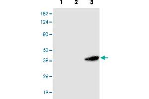 Western blot analysis of HEK 293 (1) , A - 549 (2) and HeLa (3) cells extracts were resolved by SDS - PAGE , transferred to PVDF membrane and probed with RASSF1 monoclonal antibody , clone 3F3 (1 : 1000)  . (RASSF1 抗体  (AA 1-340))
