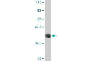 Western Blot detection against Immunogen (36. (CLK3 抗体  (AA 36-136))