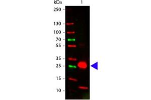 Image no. 1 for Goat anti-Rabbit IgG (Fc Region) antibody (ABIN300830) (山羊 anti-兔 IgG (Fc Region) Antibody)