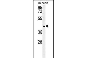 NIL2 Antibody (N-term) (ABIN651598 and ABIN2840315) western blot analysis in mouse heart tissue lysates (35 μg/lane). (NIPAL2 抗体  (N-Term))