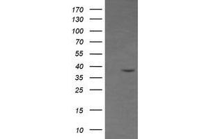 Image no. 2 for anti-CD33 (CD33) antibody (ABIN1497270) (CD33 抗体)