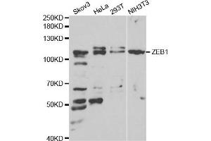 Western blot analysis of extracts of various cell lines, using ZEB1 antibody. (ZEB1 抗体)