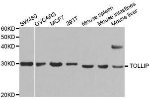 TOLLIP 抗体  (AA 1-274)