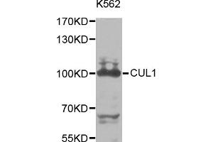Western blot analysis of extracts of K-562 cells, using CUL1 antibody. (Cullin 1 抗体)