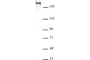 Chd5 antibody (mAb) (Clone 5A10) tested by Western blot. (CHD5 抗体  (C-Term))