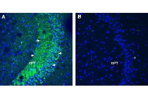 Expression of Opsin 3 in mouse hippocampus. (OPN3 抗体  (Extracellular))