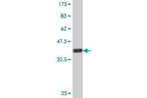 Western Blot detection against Immunogen (36. (CKMT1B 抗体  (AA 327-417))