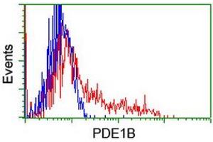 Image no. 3 for anti-phosphodiesterase 1B, Calmodulin-Dependent (PDE1B) antibody (ABIN1500073) (PDE1B 抗体)