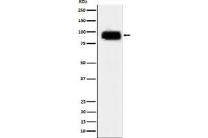 Western blot analysis of CD166 expression in Daudi cell lysate.