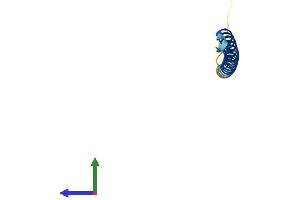 AlphaFold protein structure predicition of Mouse Recombinant Svbp Protein, UniprotID Q99LQ4 (CCDC23 Protein (AA 1-66) (Fc Tag))