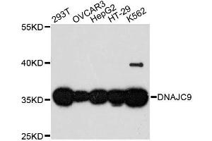 Western blot analysis of extracts of various cell lines, using DNAJC9 antibody. (DNAJC9 抗体  (AA 1-260))