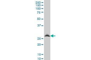 Western Blotting (WB) image for anti-Ring Finger Protein 141 (RNF141) (AA 141-229) antibody (ABIN565506)