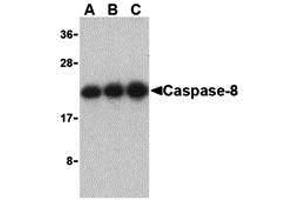 Western Blotting (WB) image for anti-Caspase 8 (CASP8) (C-Term) antibody (ABIN1030319) (Caspase 8 抗体  (C-Term))