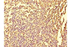Immunohistochemistry of paraffin-embedded human tonsil tissue using ABIN7152932 at dilution of 1:100 (Fidgetin 抗体  (AA 132-371))