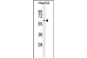 Western blot analysis in HepG2 cell line lysates (35ug/lane). (PPARD 抗体  (C-Term))