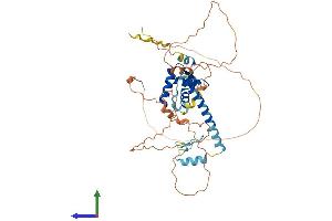 AlphaFold protein structure predicition of Mouse Recombinant Foxp3 Protein, UniprotID Q99JB6